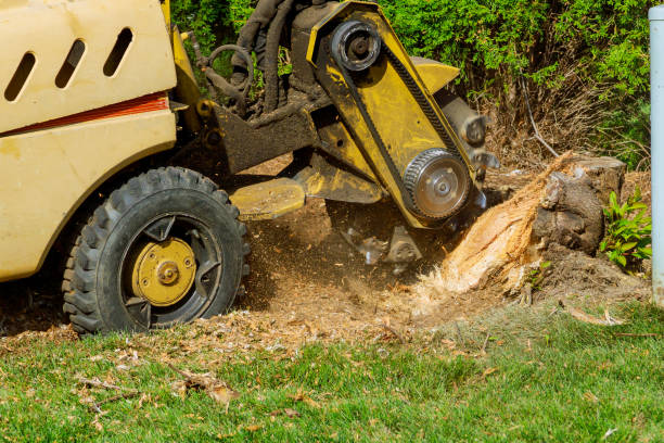 How Our Tree Care Process Works  in  Burlington, IA